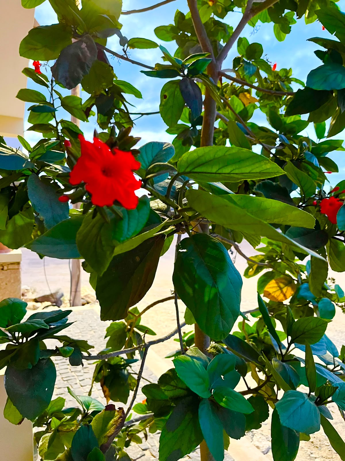 Blühender Baum mit roten Blüten vor der Ferienwohnung