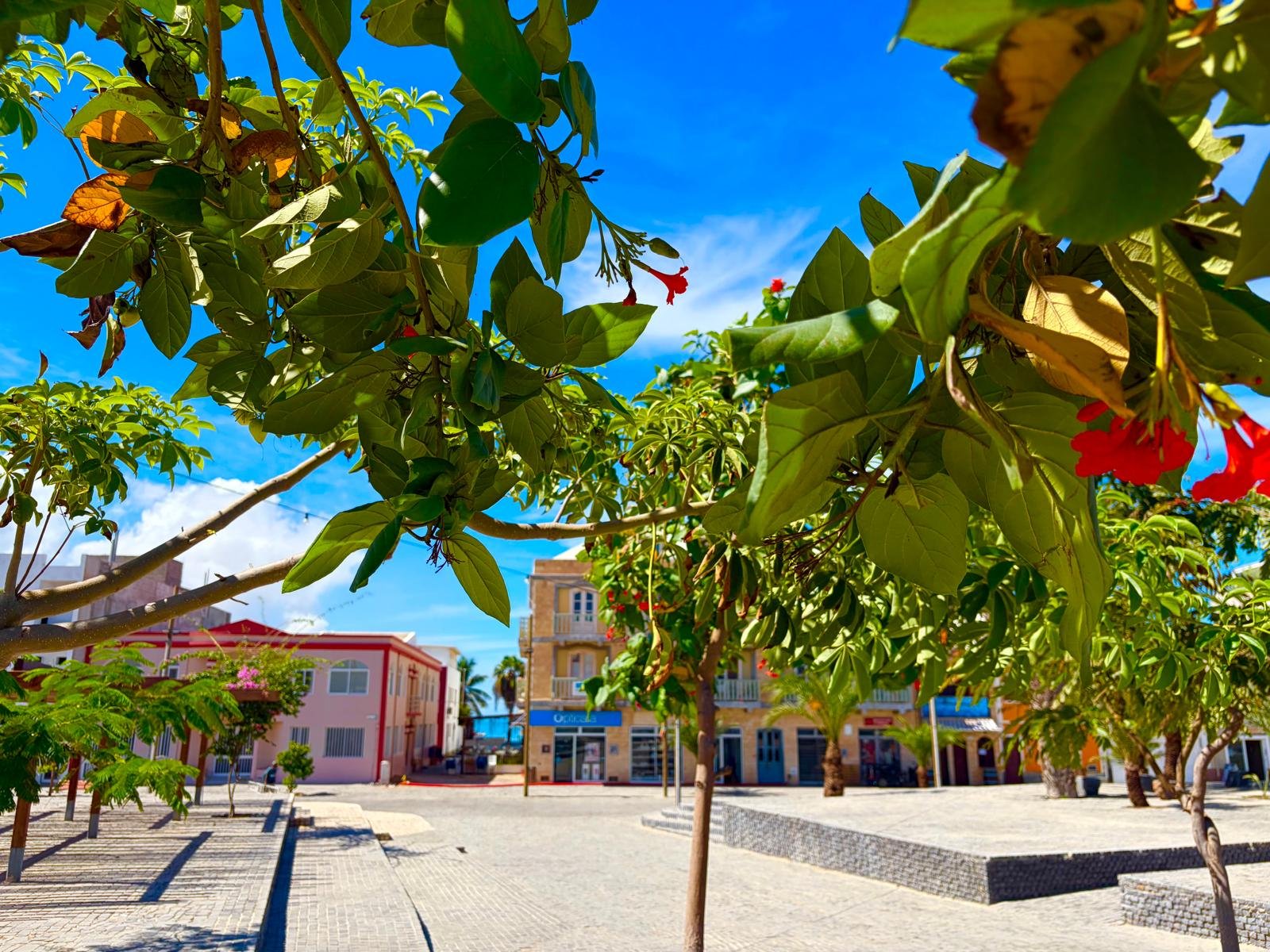 Blühende Bäume vor dem Platz in Sal Rei unter blauem Himmel